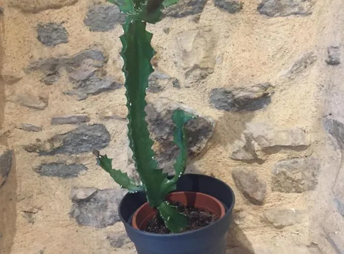 Appartement Rooftop Centre Arenes *